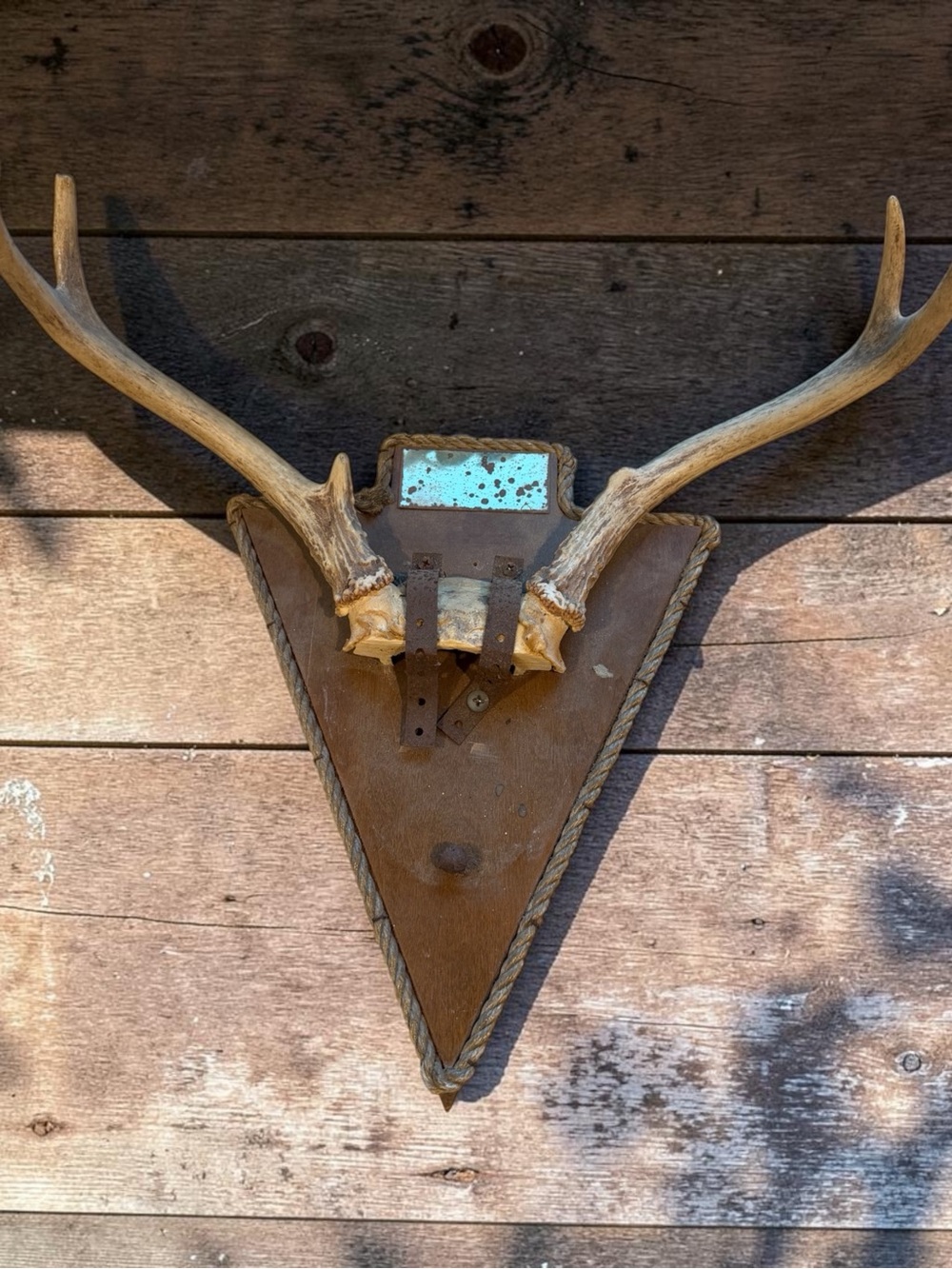 Brown Antler Wall Plaque with Natural Cream Antlers - Decorative Home Accent